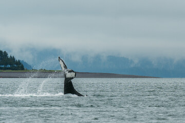 Humpback whale tale fluke in Juneau, Alaska