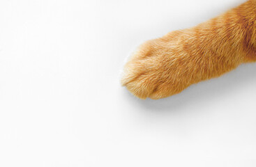 Ginger cat paw on the table. Happy tabby cat relaxing at home. © Maliflower73