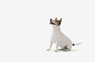  Jack Russell terrier on white background