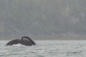 Fototapeta premium Humpback whale tale fluke in Juneau, Alaska