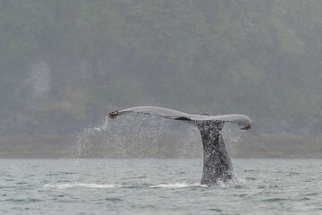 Naklejka premium Humpback whale tale fluke in Juneau, Alaska