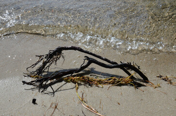 Treibholz im Sand am Seeufer