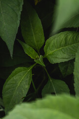 Dark large grass leaves nearby. Dried grass. Low contrast. Grass background