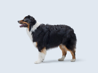 Confident Australian Sheperd posing on white background