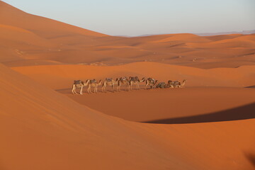 caravan in the dunes