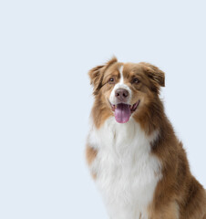 Portrait of a happy dog, Australian Sheperd breed