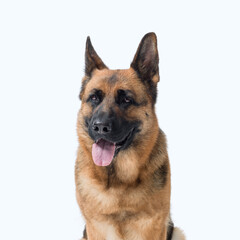 Portrait of a beautiful German Sheperd