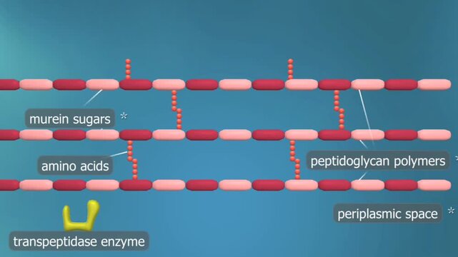 Mechanism of action of penicillin