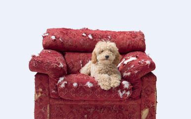 Cute Poodle relaxing on a ripped armchair