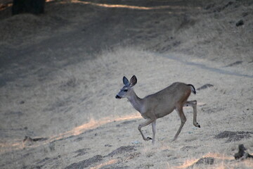deer