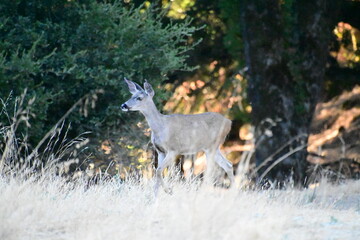 deer in the forest