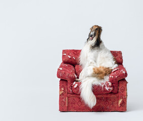 Elegant Borzoi dog resting on a torn armchair