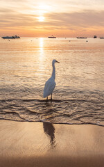 Great egret (Ardea alba), a medium-sized white heron fishing on the sea beach