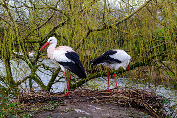 Storks Nesting by the River
