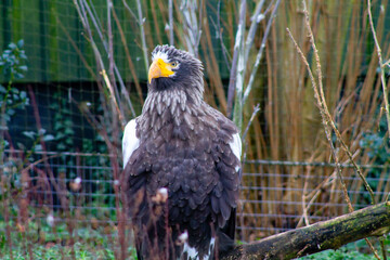 Obraz premium Majestic Eagle in Natural Habitat