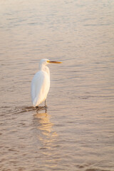 Great egret (Ardea alba), a medium-sized white heron fishing on the sea beach