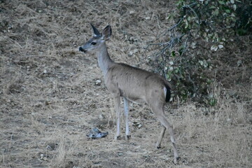 deer in the woods