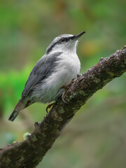 A nuthatch perching on a branch of tree.