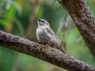 A nuthatch perching on a branch of tree.