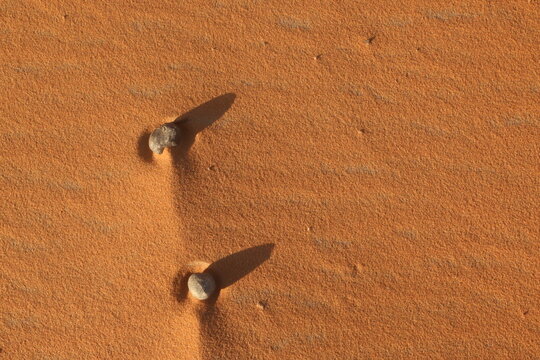 camel excrement on the sand