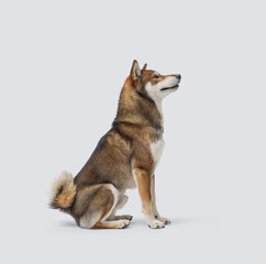 Portrait of a beautiful Shiba Inu, dog breed