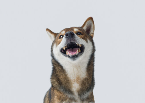 Happy dog smiling and laughing
