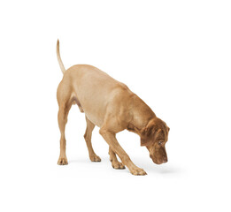 Dog hungarian Vizsla isolated on white background