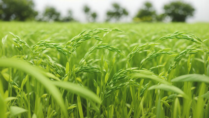 Fototapeta premium green grass