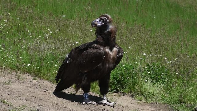 Cinereous Vulture