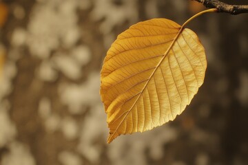 Obraz premium A radiant leaf seized against an indistinct background