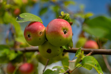 Young apples ripen on a branch. A young, fertile apple tree