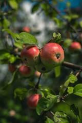 Young apples ripen on a branch. A young, fertile apple tree