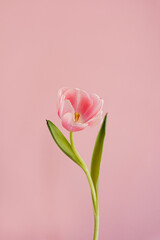 Elegant close-up of a delicate pink tulip with soft petals against pale pink background. The simple...