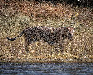 Jaguar in the Rio Negro. Southern Pantanal
