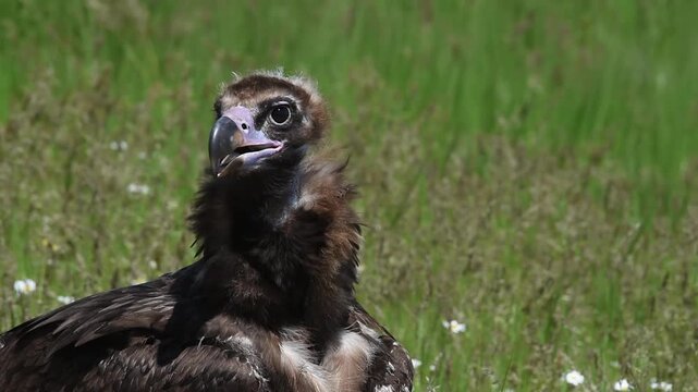 Cinereous Vulture