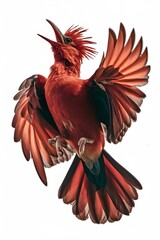 Obraz premium Andean Cock-of-the-rock Bird Flying on a White Background, Photo Realistic, Wallpaper, Cover and Screen for Smartphone, Cell Phone, Computer, Laptop, 9:16 and 16:9 Format