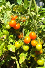 Tomaten reifen an der Pflanze - Cocktailtomaten