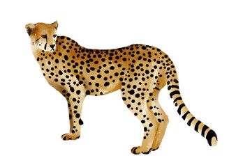 cheetah isolated Hand drawn illustration on a transparent background tiger Leopard cat cheetah running Leopard African cute animal, Wild big cat illustration, predator