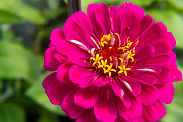 Close-up of a purple zinnia  flower
