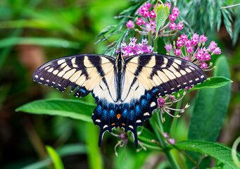 butterfly on a flower