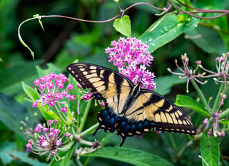 monarch butterfly on flower