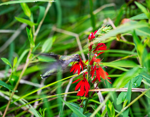 Hummingbird 