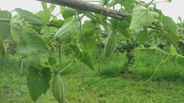 Beds have been made on the new parwal cultivation land and parwal trees are slowly rising to the top. pointed gourd plant, pointed gourd, pointed gourd tree in india,