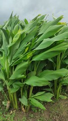 Obraz premium Curcuma is a medicinal plant. This plant is a false-stemmed plant with exotic reddish-white flowers and relatively large rhizomes with bright yellow rhizome