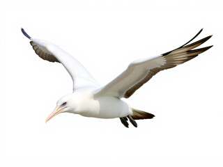 Naklejka premium Majestic Albatross