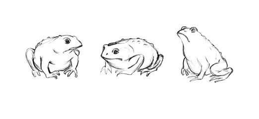 Pencil drawing. 2 Egyptian plague. Invasion of toads