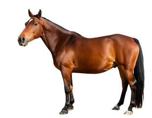 Obraz premium Pferd, isoliert Hintergrund, Freisteller, Transparent