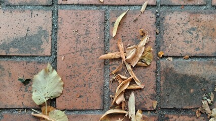 textur mattonella con fogliame