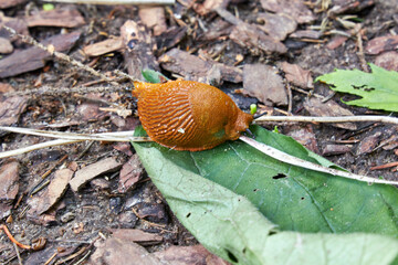 A close-up of a Spanish slug sitting on the garden path
