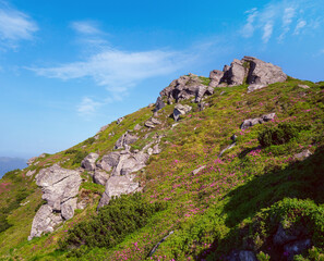 Pink rose rhododendron flowers and big rocky boulders on summer mountain slope. Carpathian, Chornohora, Ukraine.